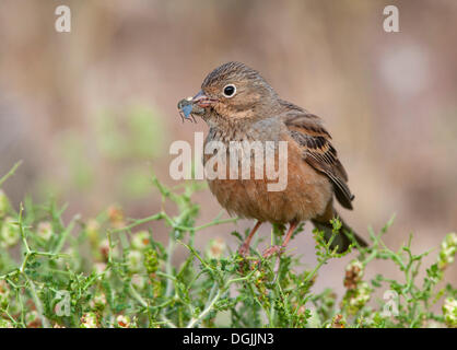 Cretzschmar Bunting (Emberiza Caesia) Stockfoto