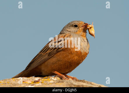 Cretzschmar Bunting (Emberiza Caesia) Stockfoto