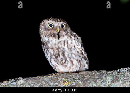 Steinkauz (Athene Noctua) Stockfoto