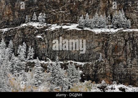 Eine frühe nassen Schnee deckt die Espen in der Nähe von Waterton Lakes Waterton Lakes Nationalpark Alberta Kanada Stockfoto