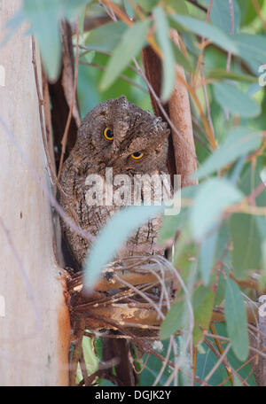 Eule Zwergohreule (Otus Zwergohreule) Stockfoto