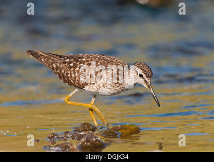 Bruchwasserläufer (Tringa Glareola) Stockfoto