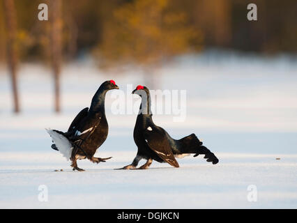 Black Grouse, Blackgame (Lyrurus Tetrix, at Tetrix), Männchen, die Durchführung der Balz Stockfoto