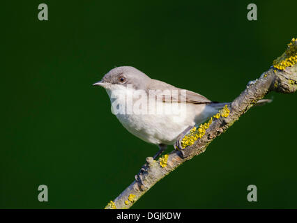 Lesser Whitethroat (Sylvia Curruca) Stockfoto