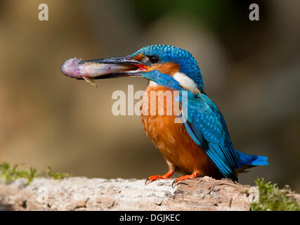 Eisvogel (Alcedo Atthis) mit Beute im Schnabel Stockfoto