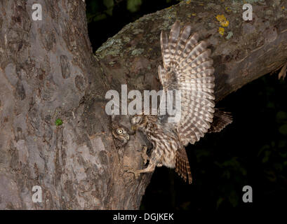 Steinkauz (Athene Noctua), nähert sich Verschachtelung Loch Stockfoto