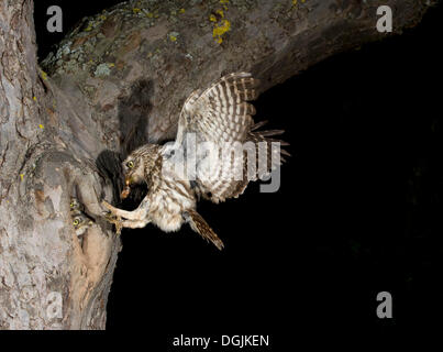 Steinkauz (Athene Noctua) nähert sich Verschachtelung Loch mit Beute, Bitburg, Rheinland-Pfalz Stockfoto