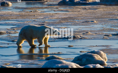 Polar Bear (Ursa Maritimus) auf subarktischen Hudsonbai Eis und Schnee, Churchill, MB, Canada Stockfoto