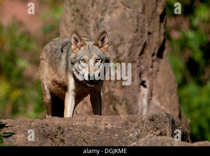 Europäischer Wolf (Canis Lupus), Eifelpark Gondorf, Rheinland-Pfalz Stockfoto