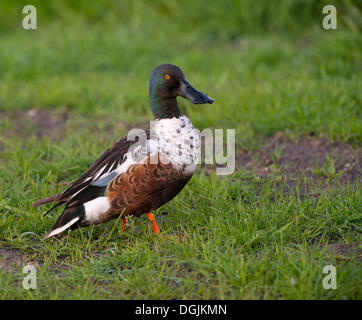 Nördliche Schauﬂer (Anas Clypeata), Texel, Niederlande, Europa Stockfoto