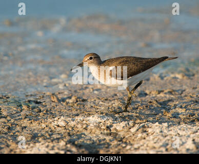 Flussuferläufer (Actitis Hypoleucos), Lesbos, Griechenland, Europa Stockfoto