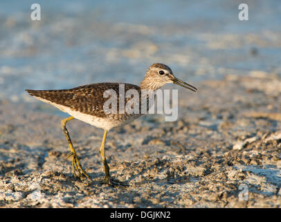 Wood Sandpiper (Tringa Glareola), Lesbos, Griechenland, Europa Stockfoto