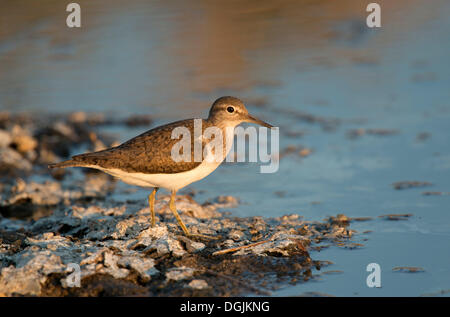 Flussuferläufer (Actitis Hypoleucos), Lesbos, Griechenland, Europa Stockfoto