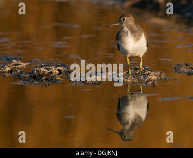 Flussuferläufer (Actitis Hypoleucos), Lesbos, Griechenland, Europa Stockfoto