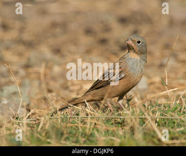 Cretzschmar Bunting (Emberiza Caesia), Griechenland, Europa Stockfoto