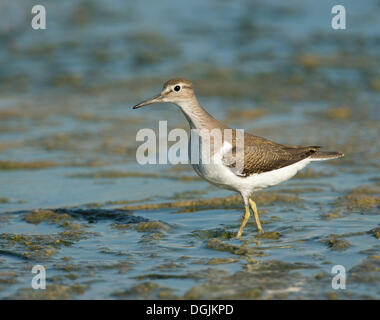 Flussuferläufer (Actitis Hypoleucos), Lesbos, Griechenland, Europa Stockfoto