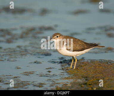 Flussuferläufer (Actitis Hypoleucos), Lesbos, Griechenland, Europa Stockfoto