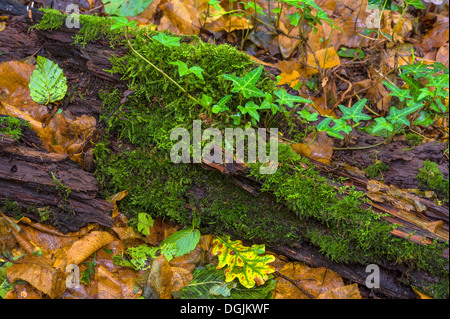 Einem faulen Ast auf einem Waldboden. Herbstsaison. Stockfoto