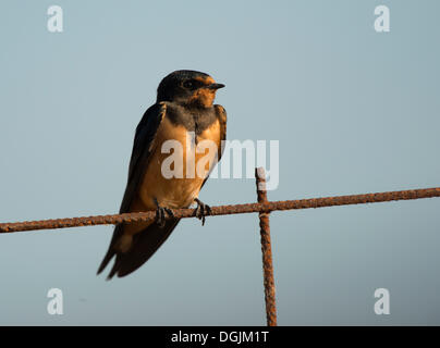 Rauchschwalbe (Hirundo Rustica) Stockfoto