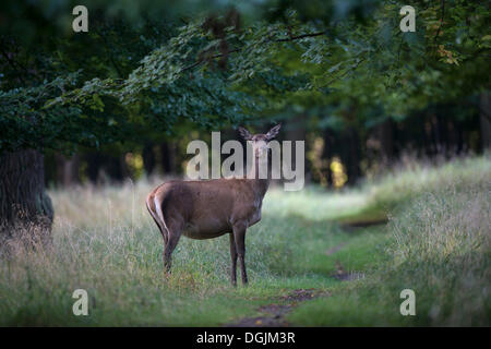 Rothirsch (Cervus Elaphus), Hind, Dänemark, Europa Stockfoto