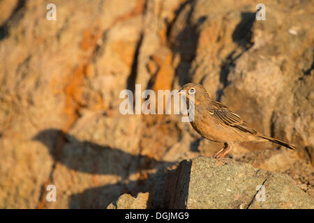 Cretzschmar Bunting (Emberiza Caesia), Lesbos, Griechenland, Europa Stockfoto