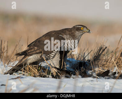 Nördlichen Habicht (Accipiter Gentilis) mit seiner Beute, Bitburg, Rheinland-Pfalz, Deutschland Stockfoto