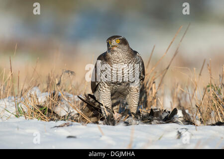 Nördlichen Habicht (Accipiter Gentilis) mit seiner Beute, Bitburg, Rheinland-Pfalz, Deutschland Stockfoto