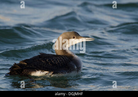 Black-throated Loon (Gavia Arctica), nicht-Zucht Gefieder, Texel, Niederlande Stockfoto