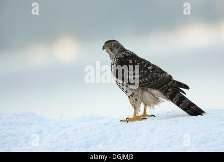 Nördlichen Habicht (Accipiter Gentilis) im Schnee, Molde, Norwegen Stockfoto