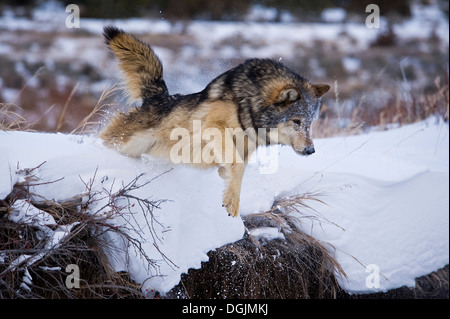 Männliche graue Wolf (Canis Lupus) Grey Wolf sprang aus Bachufer in fallenden Neuschnee, Montana, USA. Stockfoto