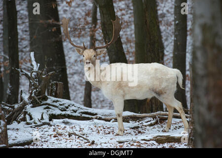 Weißer Damhirsch (Dama Dama) im Winter, Daun, Vulkan-Eifel, Eifel, Rheinland-Pfalz, Deutschland Stockfoto