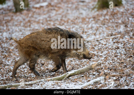 Wildschwein (Sus Scrofa), Daun, Vulkan-Eifel, Eifel, Rheinland-Pfalz, Deutschland Stockfoto