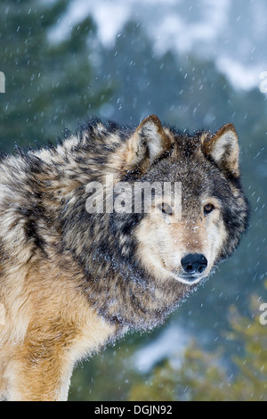 Männliche graue Wolf (Canis Lupus) Grey Wolf Portrait in fallenden Neuschnee, Montana, USA. Stockfoto
