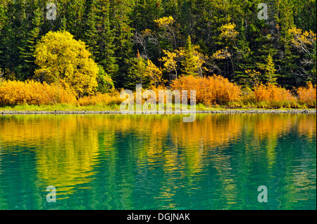 Wälder mit Herbstlaub entlang der Chilko River Chilcotin Wildnis British Columbia Kanada Stockfoto