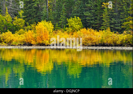 Wälder mit Herbstlaub entlang der Chilko River Chilcotin Wildnis British Columbia Kanada Stockfoto