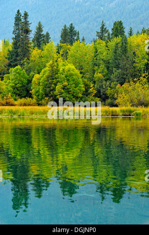 Wälder mit Herbstlaub entlang der Chilko River Chilcotin Wildnis British Columbia Kanada Stockfoto