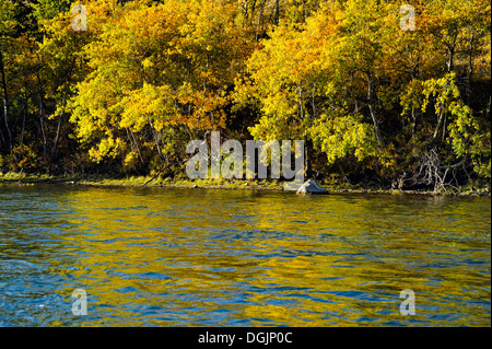 Wälder mit Herbstlaub entlang der Chilko River Chilcotin Wildnis British Columbia Kanada Stockfoto