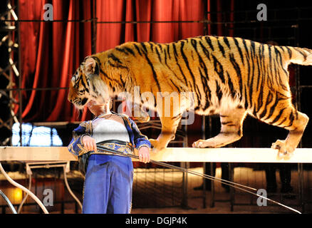 Bengal Tiger, Tier tamer Christian Walliser, Circus Crocofan, Wolfratshausen, Bayern, Oberbayern Stockfoto