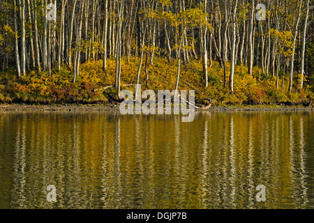 Wälder mit Herbstlaub entlang der Chilko River Chilcotin Wildnis British Columbia Kanada Stockfoto