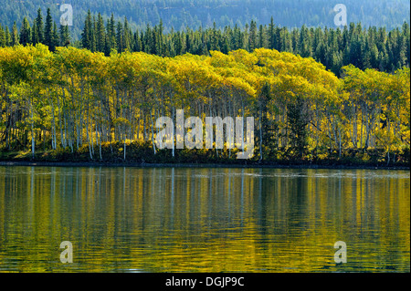 Wälder mit Herbstlaub entlang der Chilko River Chilcotin Wildnis British Columbia Kanada Stockfoto