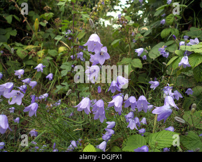 Glockenblumen (bekannt als Glockenblumen in Schottland), in Hecken, Cheshire, UK Stockfoto