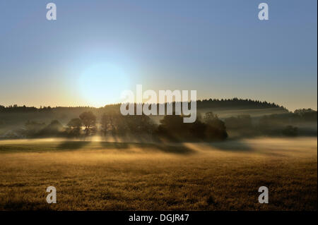 Morgennebel in der Murnauer Moos Moor, Murnau, Thuringia Land/Region, Bayern, Oberbayern Stockfoto