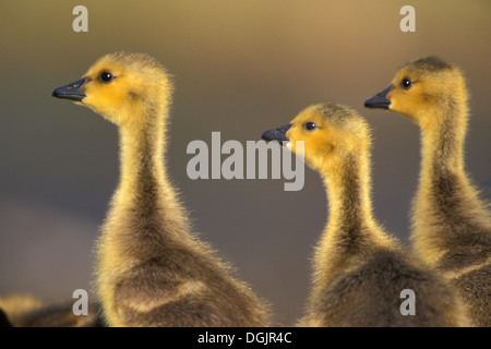 Kanada-Gans Gänsel gelb golden unten am Fort Whyte Natur Zentrum Center Winnipeg Manitoba Kanada Stockfoto