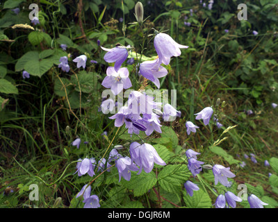 Glockenblumen (bekannt als Glockenblumen in Schottland), in Hecken, Cheshire, UK Stockfoto