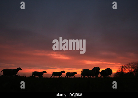 Neue Kätwin, Deutschland, Silhouette, Sonnenuntergang mit Schafen auf der Weide Stockfoto