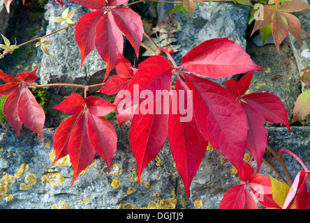 Wildem Wein (Parthenocissus Quinquefolia) wurde im Herbst rot Stockfoto
