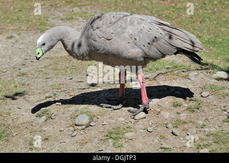 Cape kargen Gans (Cereopsis Novaehollandiae), Willowbank Wildlife Reserve, Christchurch, Südinsel, Neuseeland Stockfoto