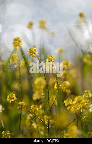 Schöne Flora von Ibiza, Balearen, Spanien Stockfoto