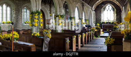 Das Narzissenfest in St Mawgan in der Meneage Kirche in Cornwall. Stockfoto