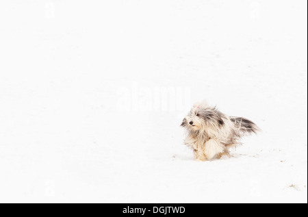Ein bärtiger Collie durch Schnee laufen. Stockfoto